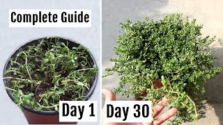 ★ How to Grow Brahmi at Home  PROPER Method with Full Update [upl. by Akenom]