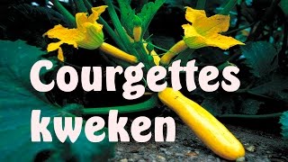 Courgettes of Patisson kweken [upl. by Shere46]