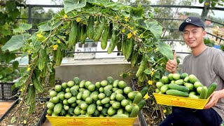 Secrets of Growing Cucumbers With Many Fruits From A To Z Harvest After Only 1 Month [upl. by Pavla]