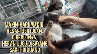 BENJOLAN BAWAH PERUT MAKIN BESAR KUCING LUCU DISAYANG SAKIT DIBUANG [upl. by Tnecnev]