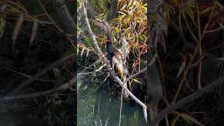 Anhinga singing… [upl. by Amla749]