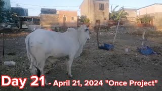 ONCE PROJECT  PART 4  Day 21 120 days cow feeding [upl. by Ayela476]