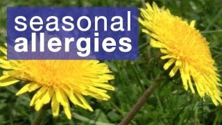 How to reduce seasonal allergies [upl. by Cyndy]