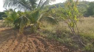 360 Acres Agriculturefarm land sale near krishnagiri 70 kms From sarjapura [upl. by Maitund171]