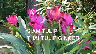 How To Grow Curcuma Ginger Plant [upl. by Acnayb295]