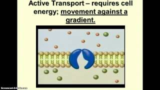 The Working Cell  Facilitated Diffusion amp Active Transport [upl. by Dj]