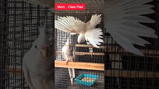 HMS Aviary  V Pied vs Clear Pied Cockatiel baby Day 1 birds birdlovers cockatiel birdsaviary [upl. by Ylehsa]