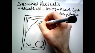 Adaptations of a Palisade cell GCSE [upl. by Enaywd]