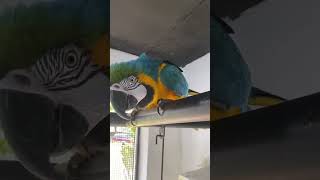 Macaw parrot babyparrotកូនសេក parrot love [upl. by Fabria]