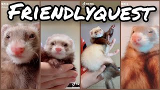 Ferret Dancing  TikTok Compilation 6 from friendlyquest [upl. by Ylrebnik]