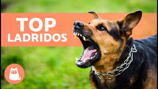 Los mejores VÍDEOS de PERROS LADRANDO 🐶🐾 ¡LADRIDOS de PERROS Enojados Felices y Graciosos [upl. by Vala907]