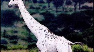 White Giraffes Nature Documentary [upl. by Ellednahc]