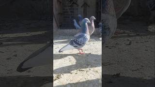 Beautiful pingeon in the world kabutars birds Anasloft youtubeshorts trending shorts video [upl. by Jen]