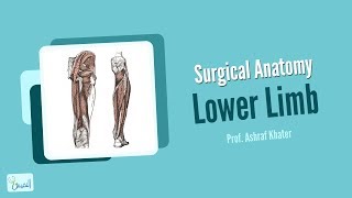 Lower Limb Anatomy  Surgery  Prof Ashraf Khater [upl. by Eirruc769]