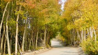 Bishop Creek California Eastern Sierra Fall Colors 2021 [upl. by Rehpotsihc969]