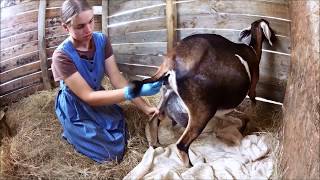 Goat Care Pt 3 Labor amp Kidding [upl. by Devina]