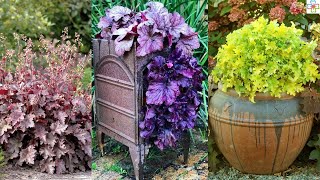 31 Best Heuchera Varieties  Different Types of Heucheras [upl. by Ninaj]