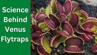 HOW VENUS FLY TRAP WORK 🌱 the science behind bugeating plants 🌿🔬🦗 [upl. by Adihsar]