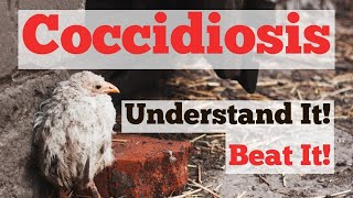 Coccidiosis  Understand it Beat It [upl. by Ardnalac]