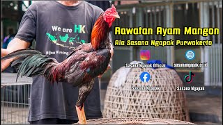 Tips n Trick Rawatan Ayam Birma  Mangon  Pama Versi Sasana Ngapak Purwokerto 🐓 [upl. by Alorac]