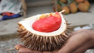 How To Eat A Durian AKA The King Of Fruits [upl. by Atoiganap]