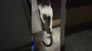 Adhi raat me bahar jana yutubeshorts yutubeshorts catlover [upl. by Adnamra]