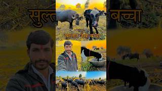 Hamari Bhains Ne Diya Sultan Jaisa Baccha minivlog minivlogs Hindi [upl. by Anma]