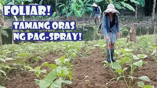 WHEN TO SPRAY FOLIAR FERTILIZER IN OUR PLANTS [upl. by Ralleigh970]