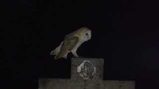 Kerkuil  Barn owl [upl. by Ahsiki]