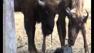 A baby bison is born in Bellewaerde Park 29092012 [upl. by Ahc303]