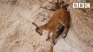 Baby ibex descends mountains to escape a fox  Planet Earth II Mountains  BBC [upl. by Tab]