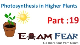 Biology Photosynthesis in Higher Plants Part 19 Calvin Cycle  Reduction CBSE class 11 XI [upl. by Swope]