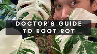 A Doctors Guide to Root Rot  How To Manage and Treat With Secret Step 4  Ep 14 [upl. by Letnuahc516]