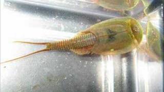 Triops australiensis [upl. by Ebsen]