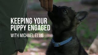 Michael Ellis on the Importance of Keeping Your Puppy Engaged [upl. by Atekahs]