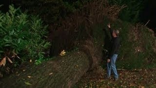 Hurricane Sandys Amazing Force Storm Uproots Giant Trees [upl. by Zulch]