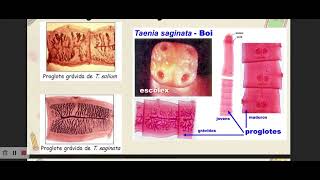 11ª Aula  Helmintos  Classe Trematoda e Cestoda  Parte II [upl. by Nwahser]