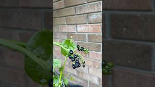 Malabar Spinach Seeds🌱🍃👌 shortsfeed Indianspinachseedscollectionvallicheera [upl. by Kaila]