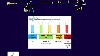 Benedict Solution Test [upl. by Imnubulo983]