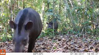 Tapir y su cría Tapirus terrestris [upl. by Seema43]