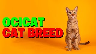 Discovering The Magnificent Ocicat Cat Breed101 [upl. by Atilrahc]