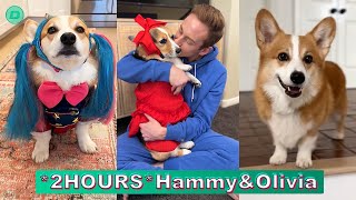 2 HOURS Hammy amp Olivia Corgi New TikTok Videos 2024 Hammy and Olivia TikTok Compilation [upl. by Hugibert404]