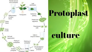 Protoplast culture for BSc 3rd year [upl. by Amandi757]