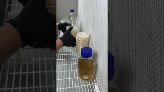 Pouring 40 agar plates for mycology work shorts shortvideo growyourown mushroom garden agar [upl. by Llebanna]