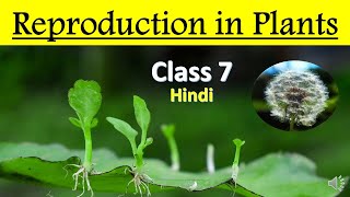 Reproduction in Plants  Full Chapter in 1 Video  Class 7 Science Chapter 12 [upl. by Edmonda]