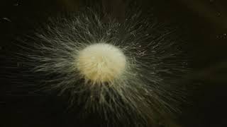 oomycetes are not fungi I mistakenly called it Funky fungi growing on fish egg Abstract time lapse [upl. by Sekoorb]