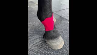 Equine Fetlock Support Taping [upl. by Rheims]