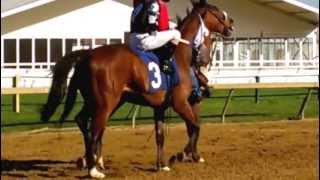 Race Horse at Pimlico Race Course 2013 Preakness Tickets ORB [upl. by Ariew]