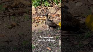 Backwards Knees curlew curlews australia australianbird australianbirds aussie birding birds [upl. by Ehcropal623]