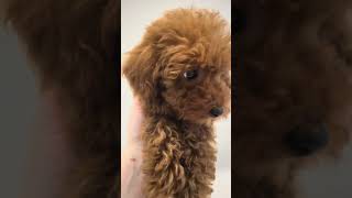 Poodles Fluffy Joy Unleashed cute shorts puppy [upl. by Addam]